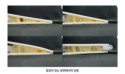 모사 나무뿌리 로봇 성장 장치 이미지-02